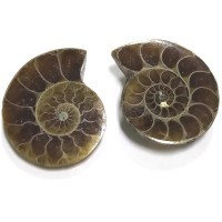 Аммонит (мелкая раковина) 25х30 (52)