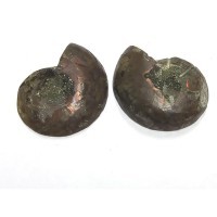 Аммонит (мелкая раковина) 25х30 (52)